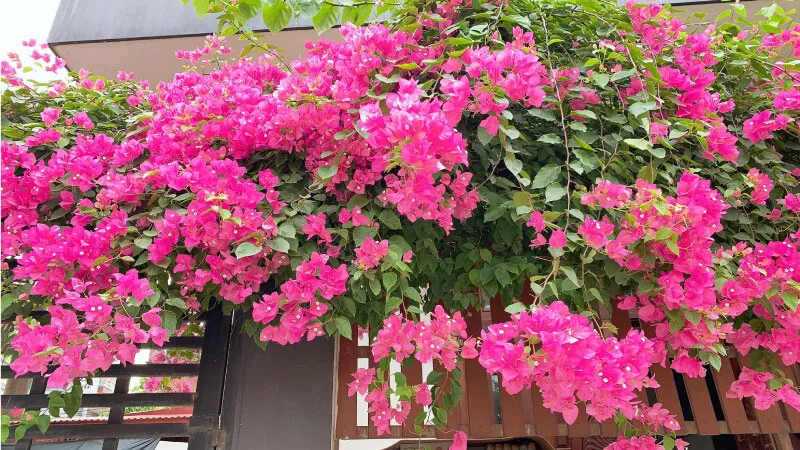 Hoa giấy: 4 bước nở đúng Tết khoa học